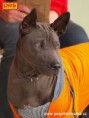 /album/a2-thai-ridgeback-day/p5283034-jpg/