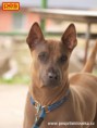 /album/a2-thai-ridgeback-day/p5283231-jpg/