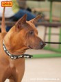 /album/a2-thai-ridgeback-day/p5283259-jpg/