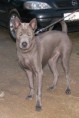 /album/a2-thai-ridgeback-day/a11-jpg1/