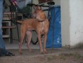 /album/a2-thai-ridgeback-day/a12-jpg1/