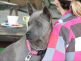 /album/a2-thai-ridgeback-day/a33-jpg1/